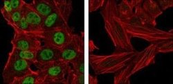 Nanog Antibody (1E6C4) - Azide and BSA Free, Novus Biologicals 0.1 mL;